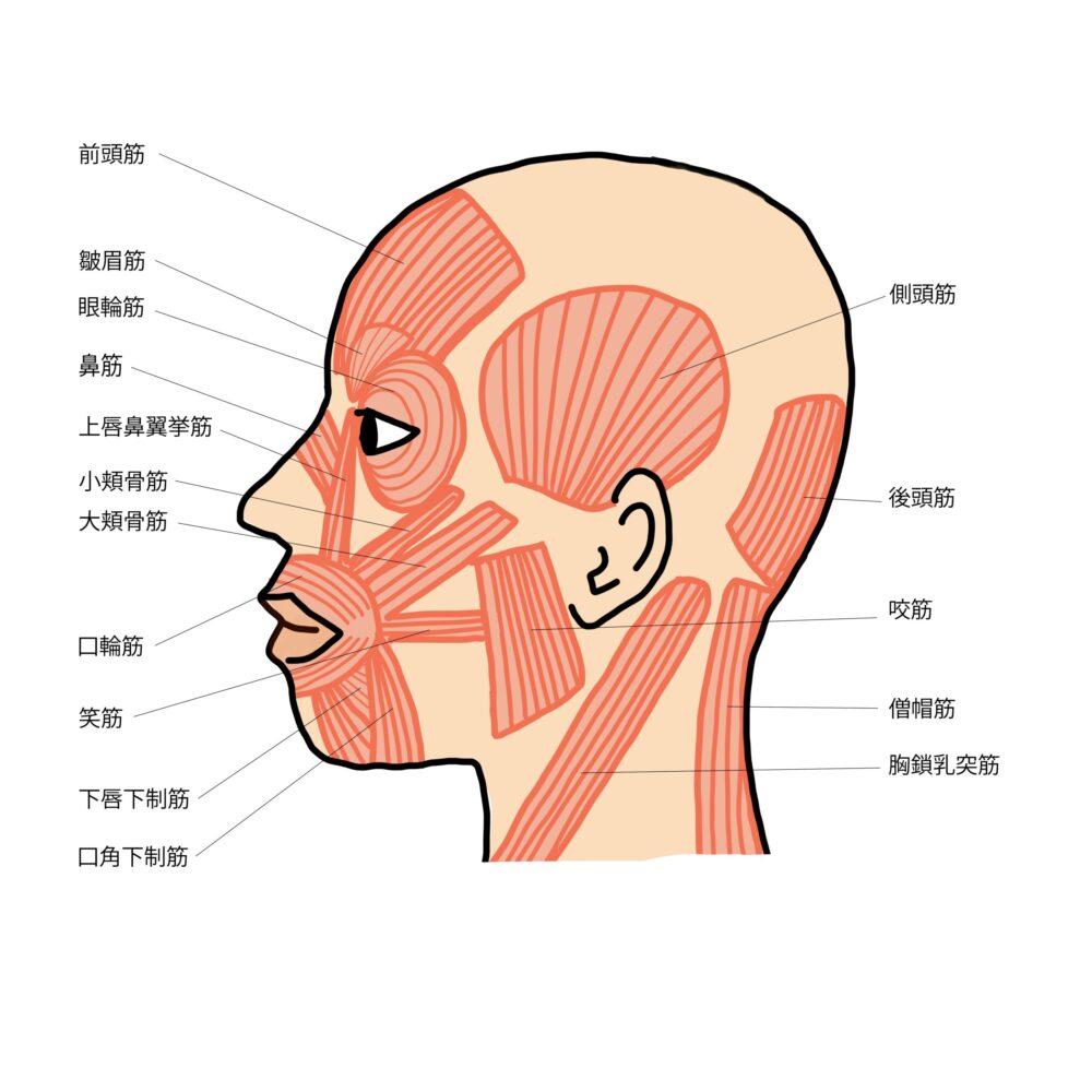 ↓耳上が丸い筋肉が側頭筋です！