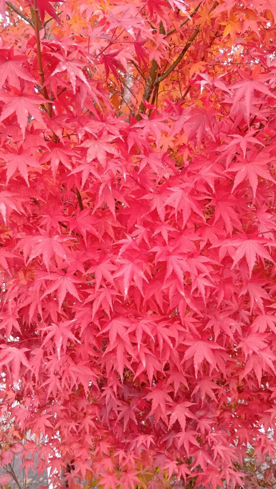 紅葉シーズン
