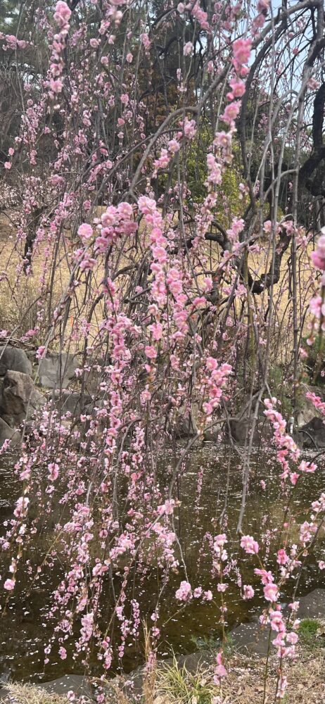 もうすぐ桜が咲きそうですね。
