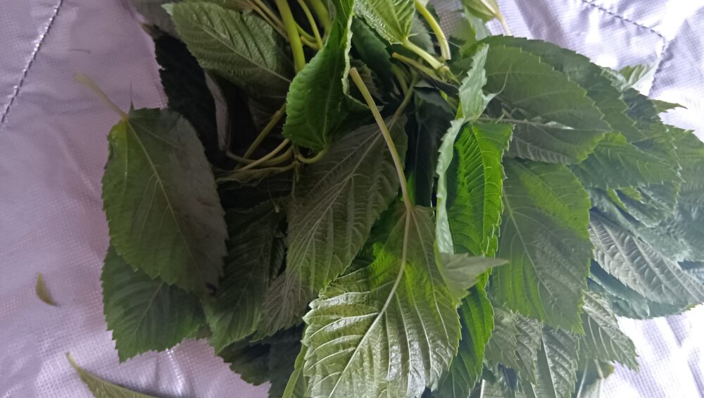 旬の野菜